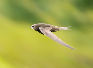 Common swift in flight over grass