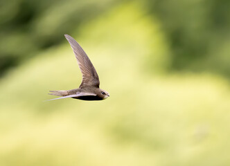 Common swift in flight over grass