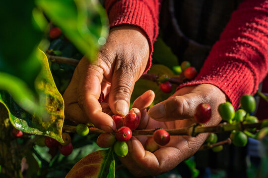 COSECHA DE CAF&Eacute; PERUANO -REGI&Oacute;N AMAZONAS