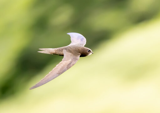 Common swift in flight over grass