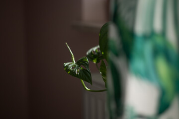 Monstera monkey mask growing in the room