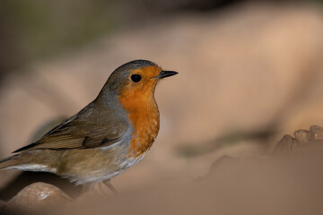 European Robin (Erithacus rubecula) perching on a rock