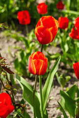 Blooming red tulips in the garden. Spring seasonal of growing plants. Gardening concept background