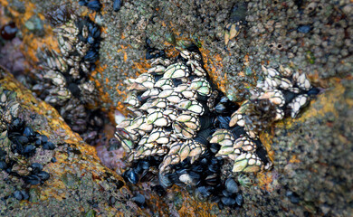 Barnacles on the seashore at low tide