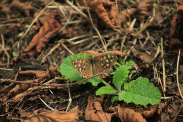 speckled wood butterfly macro photo