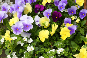 Blume / Flower / Flos