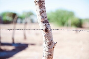 Closeup shot of a fence wire on the wood