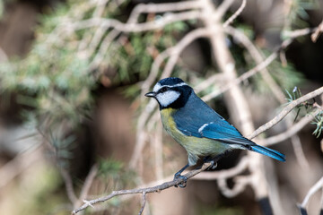 North Africain blue tit perching on a tree