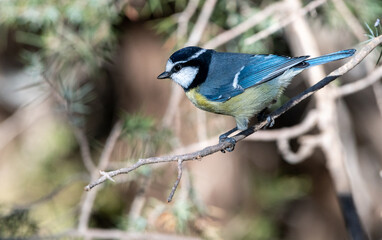 North Africain blue tit perching on a tree