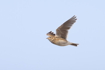 Skylark