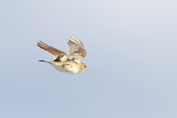 Skylark