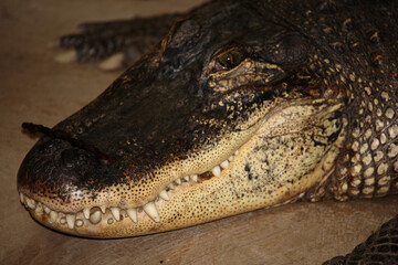 Mississippi-Alligator oder Hechtalligator / American alligator / Alligator mississippiensis