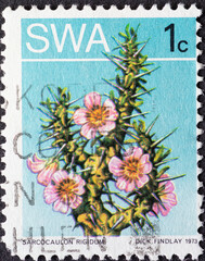 South-West Africa - CIRCA 1973: a postage stamp from South-West Africa , showing a Sarcocaulon rigidum plant. Circa 1973