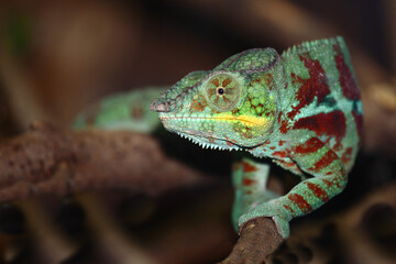 Pantherchamäleon / Panther chameleon / Furcifer pardalis.