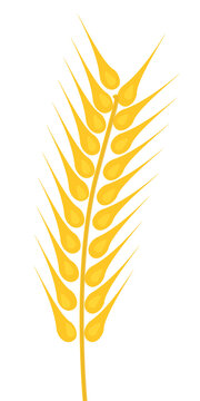 spiga dorata di grano su sfondo trasparente