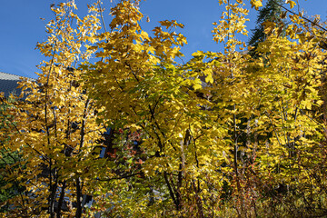 Trees in autumn fall season as seen in the mountains near Briancon in the Provence-Alpes-Côte d'Azur region in Southeastern France, France