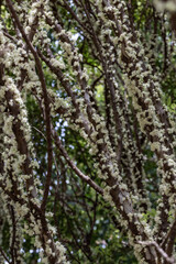 Fototapeta premium Exotic flower. Jabuticaba season. Species Plinia cauliflora. Jaboticaba fruit blooming on the tree. Jabuticaba is the native Brazilian grape tree.