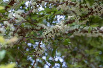 Exotic flower. Jabuticaba season. Species Plinia cauliflora. Jaboticaba fruit blooming on the tree. Jabuticaba is the native Brazilian grape tree.