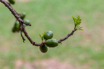Fruit of Siriguela or Seriguela or Ciriguela or Ciruela (plum) and Purple mombin on the tree. Species Spondias purpurea. Fruit of Brazilian Cerrado. Gastronomy.