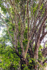 Fototapeta premium Jabuticaba season. Portrait of a jaboticaba tree full of flowers. Species Plinia cauliflora. Jabuticaba fruit blooming on the tree. Brazilian grape. Exotic flower.