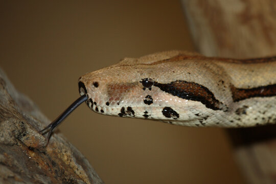 Dunkler Tigerpython / Burmese python / Python molurus bivittatus.