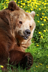 Obraz premium Europäischer Braunbär / European brown bear/ Ursus arctos arctos
