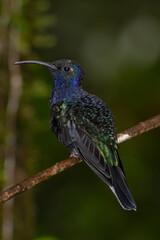 Violet sabrewing
