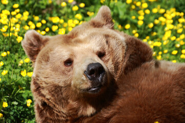Obraz premium Europäischer Braunbär / European brown bear/ Ursus arctos arctos