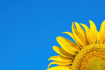 Yellow sunflower flower on a background of blue sky. Blooming sunflower. Yellow petals. Sunlight. Blue sky. Agriculture. Agricultural business. Farm. Sunflower oil. Background image.