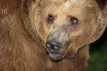 Europäischer Braunbär / European brown bear/ Ursus arctos arctos