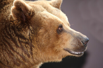 Fototapeta premium Europäischer Braunbär / European brown bear/ Ursus arctos arctos