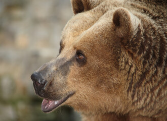 Europäischer Braunbär / European brown bear/ Ursus arctos arctos