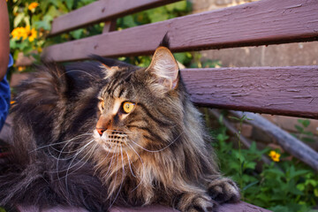 Gray Maine Coon named Fedor on a walk with his owner, Kharkiv, Ukraine