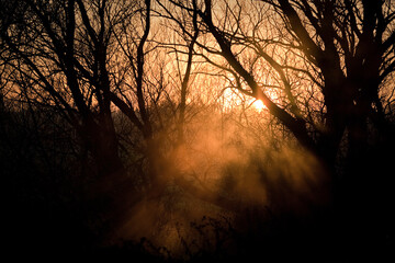 Foggy sunrise in the forest