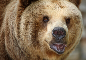 Europäischer Braunbär / European brown bear/ Ursus arctos arctos