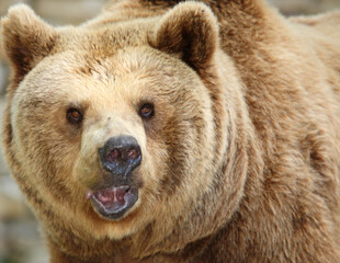 Europäischer Braunbär / European brown bear/ Ursus arctos arctos