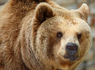 Fototapeta premium Europäischer Braunbär / European brown bear/ Ursus arctos arctos