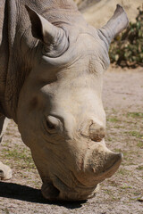 Obraz premium Breitmaulnashorn / Square-lipped rhinoceros / Ceratotherium simum