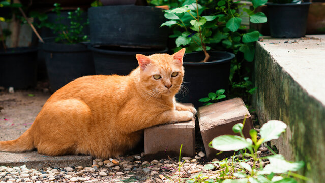 Ginger cats, calmly guarding the mat in the garden.
