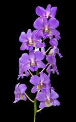 Purple Orchids Flowers Black Background Honolulu Hawaii