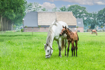 Portrait of a mustard colored mare with brown halter foal by her side on a grassy green pasture...