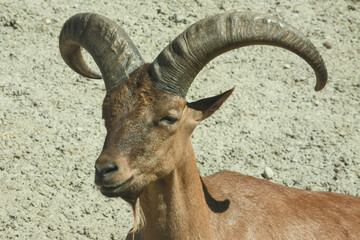 Daghestanischer Tur / East Caucasian tur / Capra ibex cylindricornis.