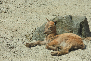 Daghestanischer Tur / East Caucasian tur / Capra ibex cylindricornis