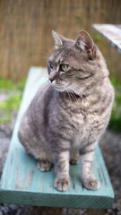 Gatto grigio striato seduto su una panca azzurra