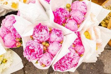 pink hydrangea flowers at market