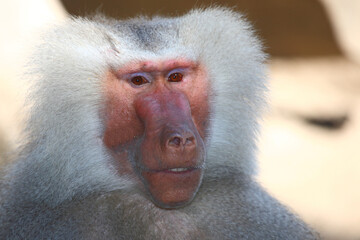 Obraz premium Mantelpavian / Hamadryas baboon / Papio hamadryas.