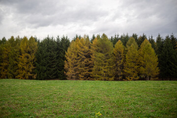 Fila di alberi in autunno con cielo nuvoloso