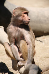 Mantelpavian / Hamadryas baboon / Papio hamadryas.