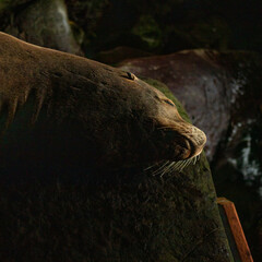 Sea lion sleeping on a cave
