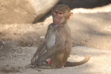 Mantelpavian / Hamadryas baboon / Papio hamadryas.